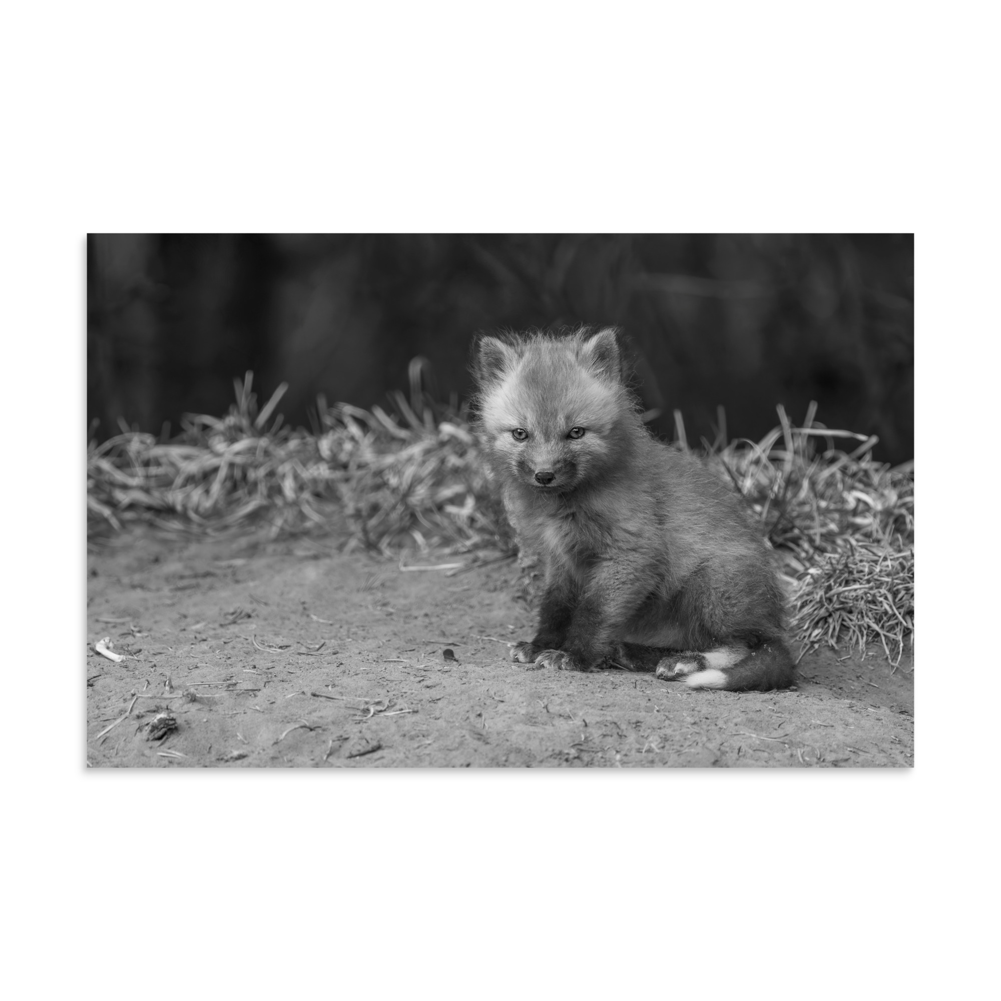 Sharp gaze baby red fox (Monochrome)! Photo paper poster - Image 7