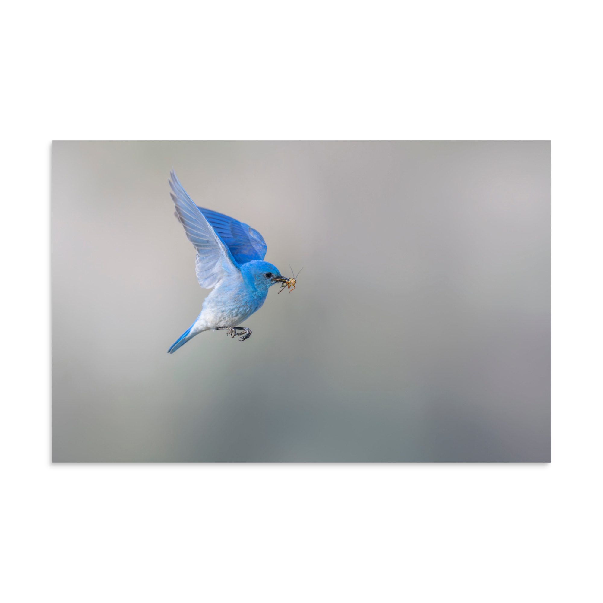 Mountain Bluebird with prey! Photo paper poster - Image 7