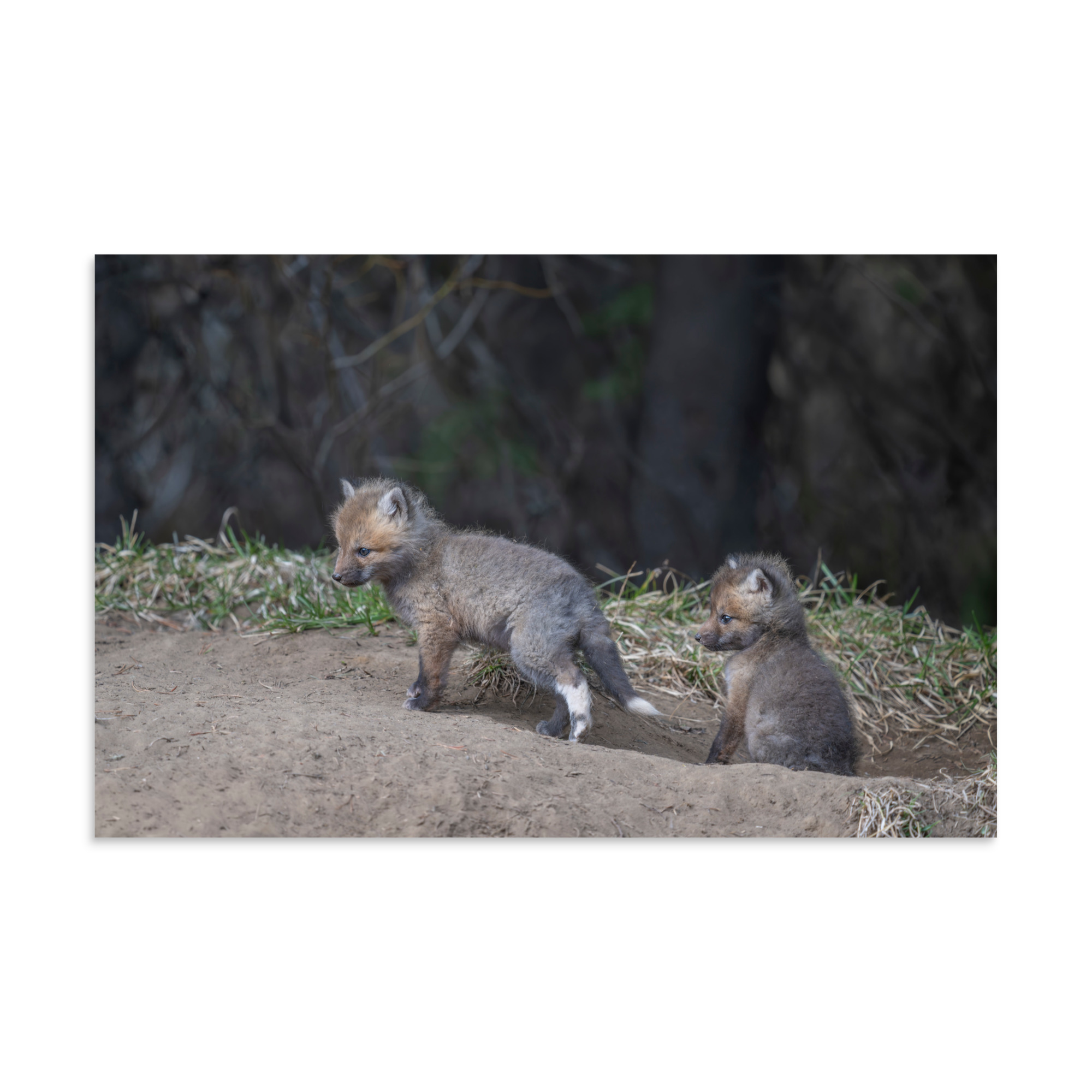 Play Time Baby Red fox! Photo paper poster - Image 7
