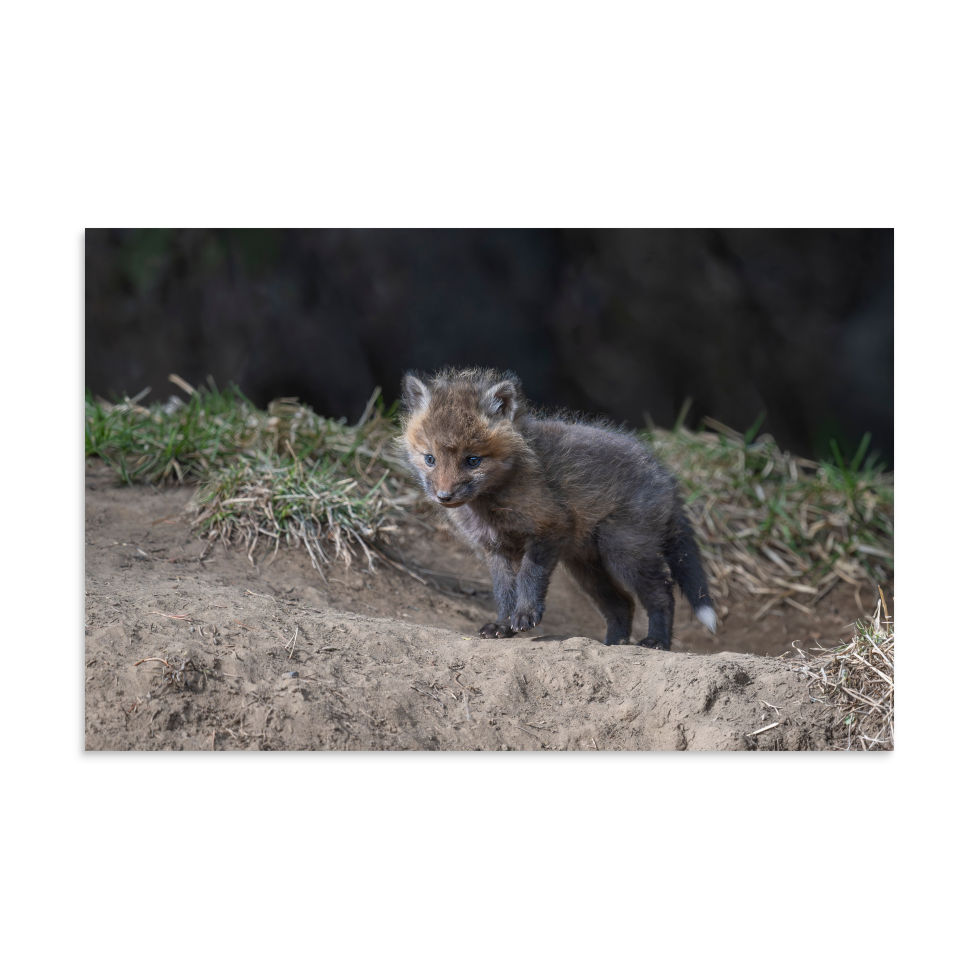 Just checking Baby Red fox! Photo paper poster - Image 7