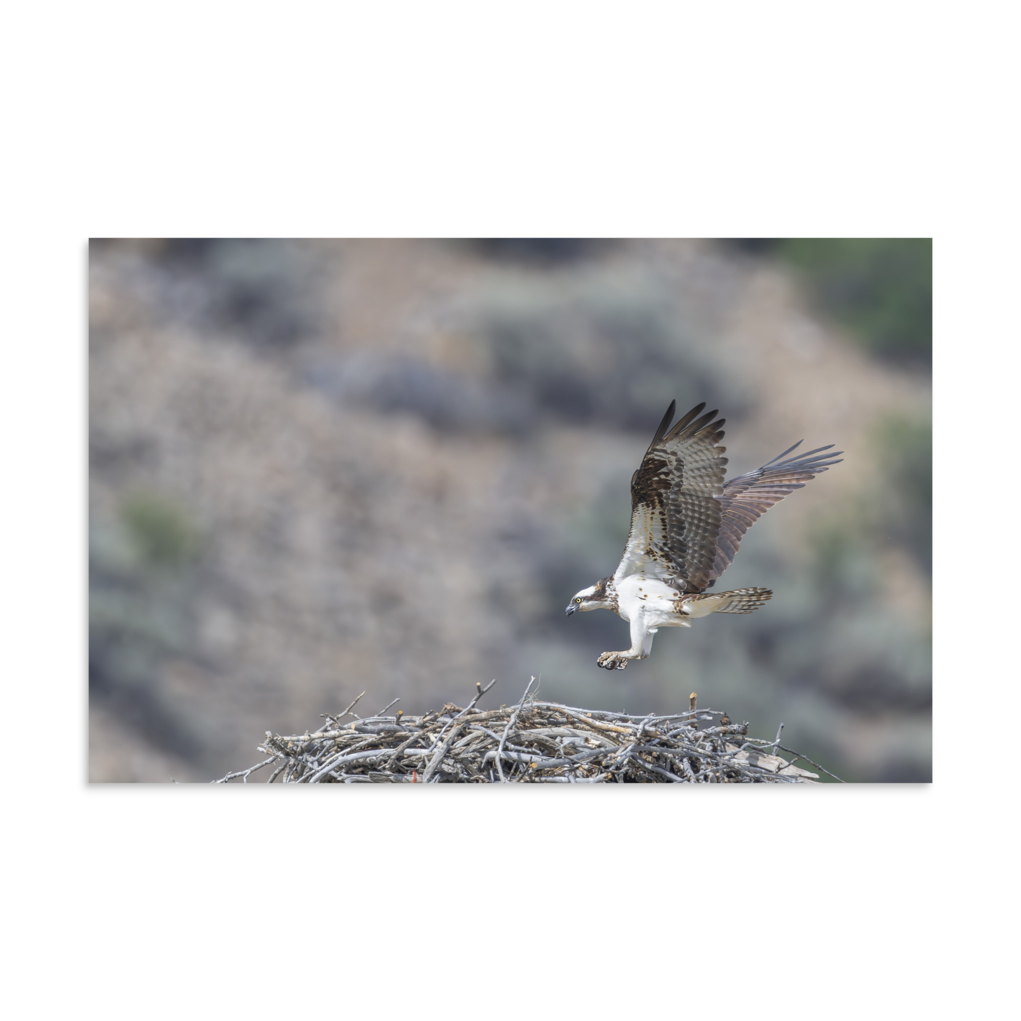 Osprey Landing on its nest! Photo paper poster - Image 7
