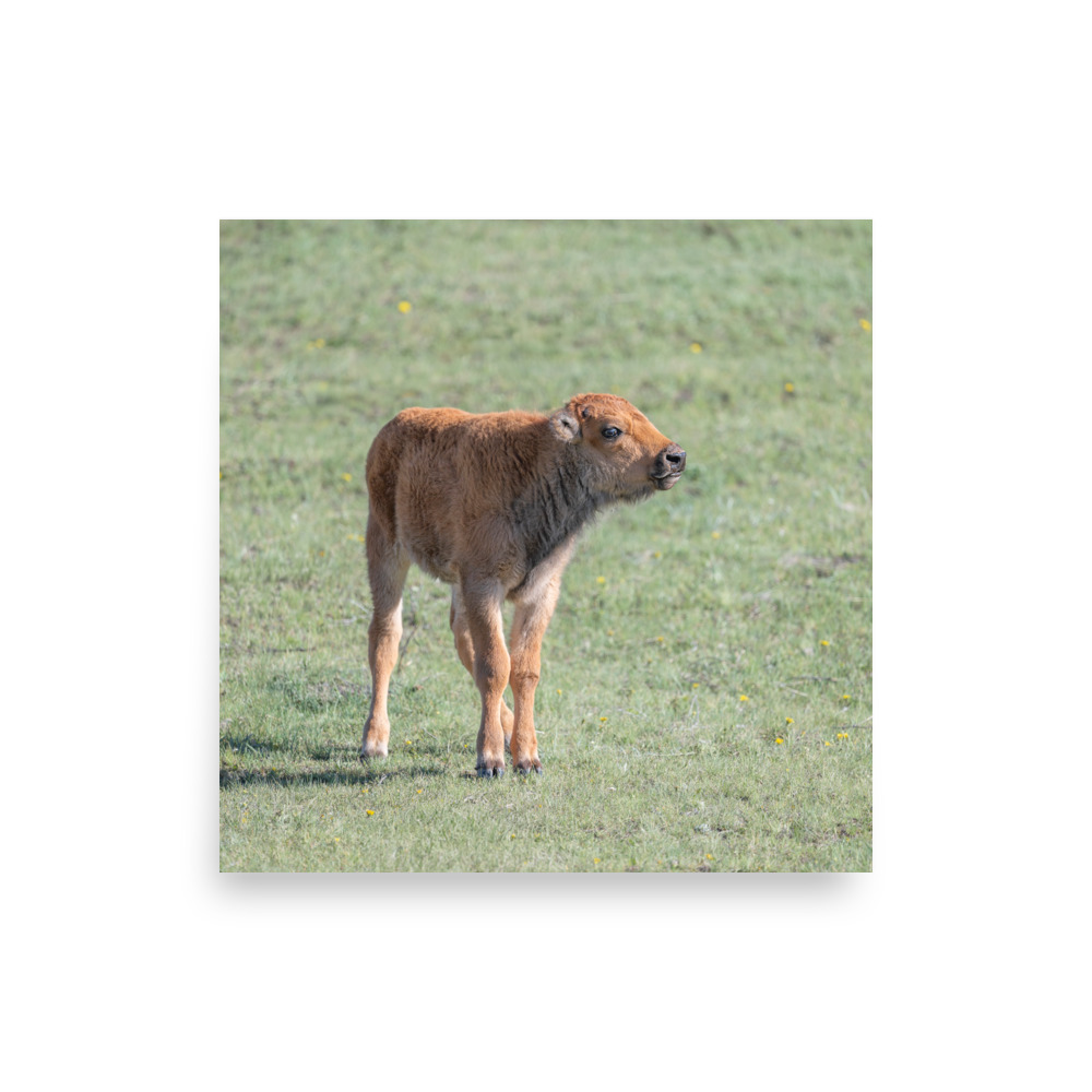 Baby Bison! Photo paper poster - Image 6