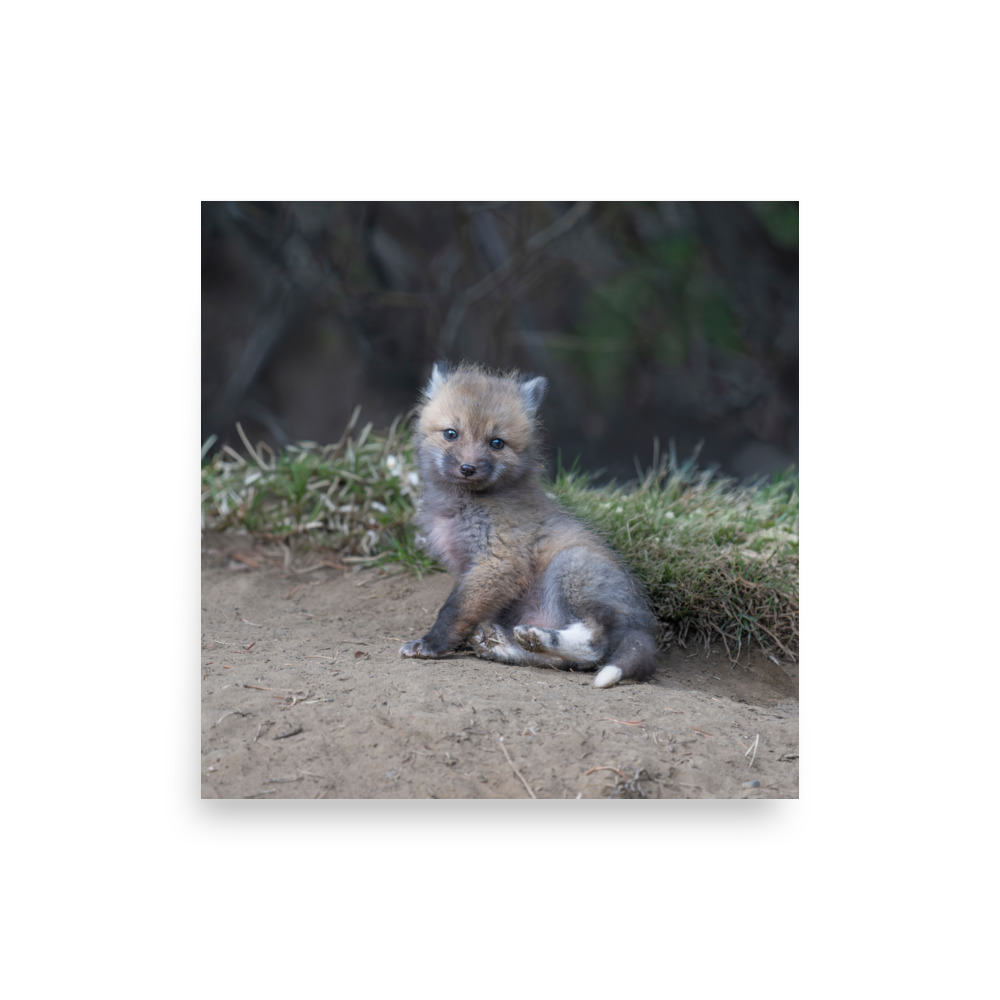 Guarding Den Baby Red fox! Photo paper poster - Image 8