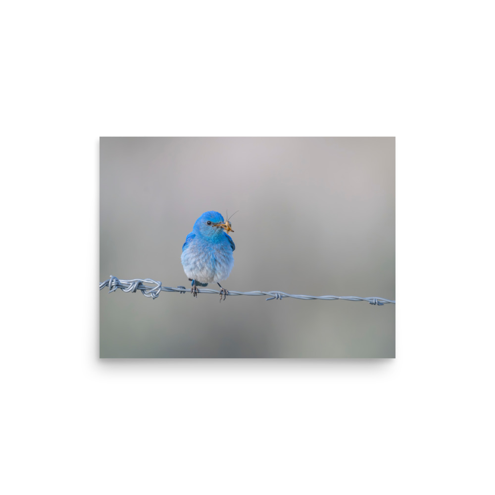 Mountain Blue Bird! Photo paper poster - Image 8