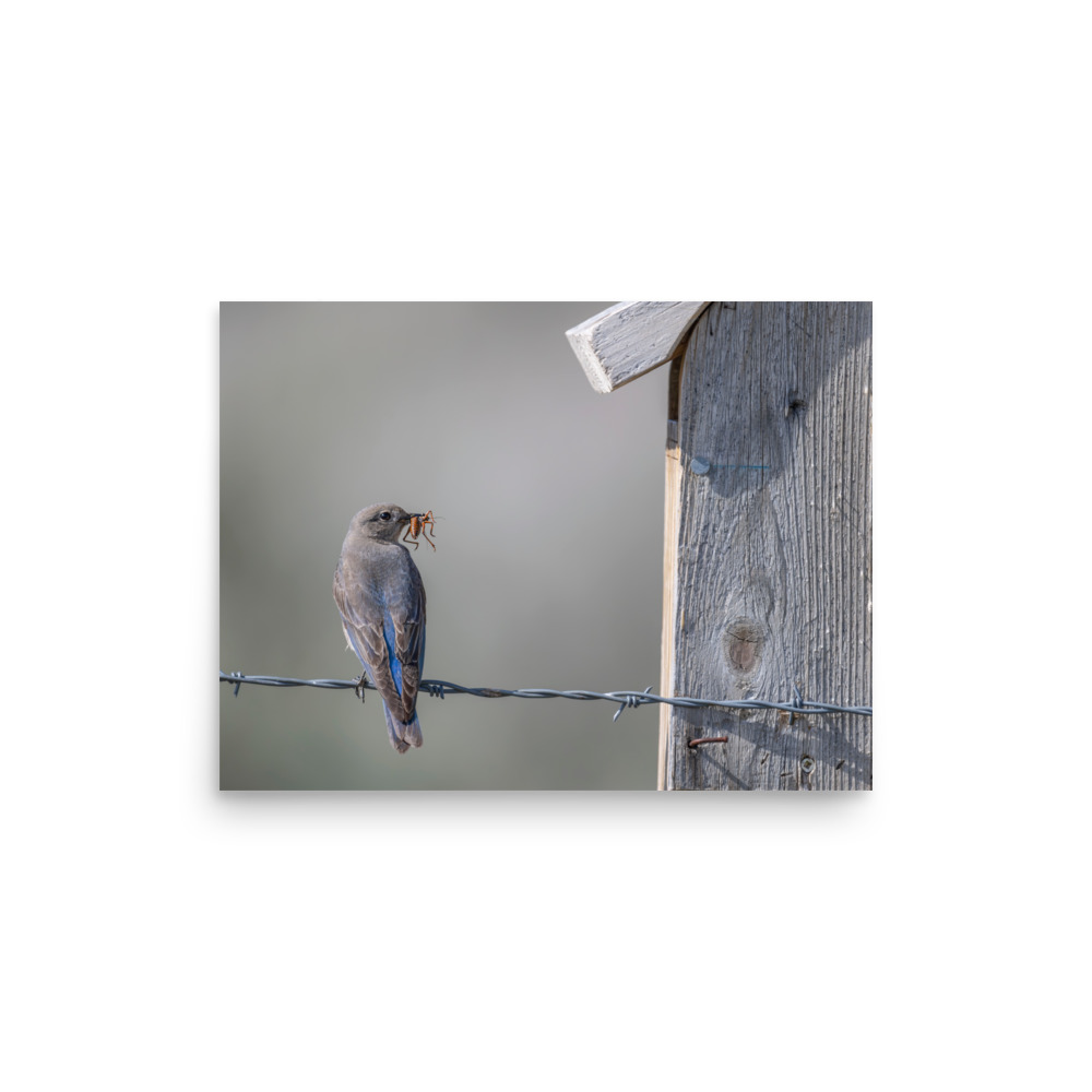 Mama Mountain bluebird with food! Photo paper poster - Image 7