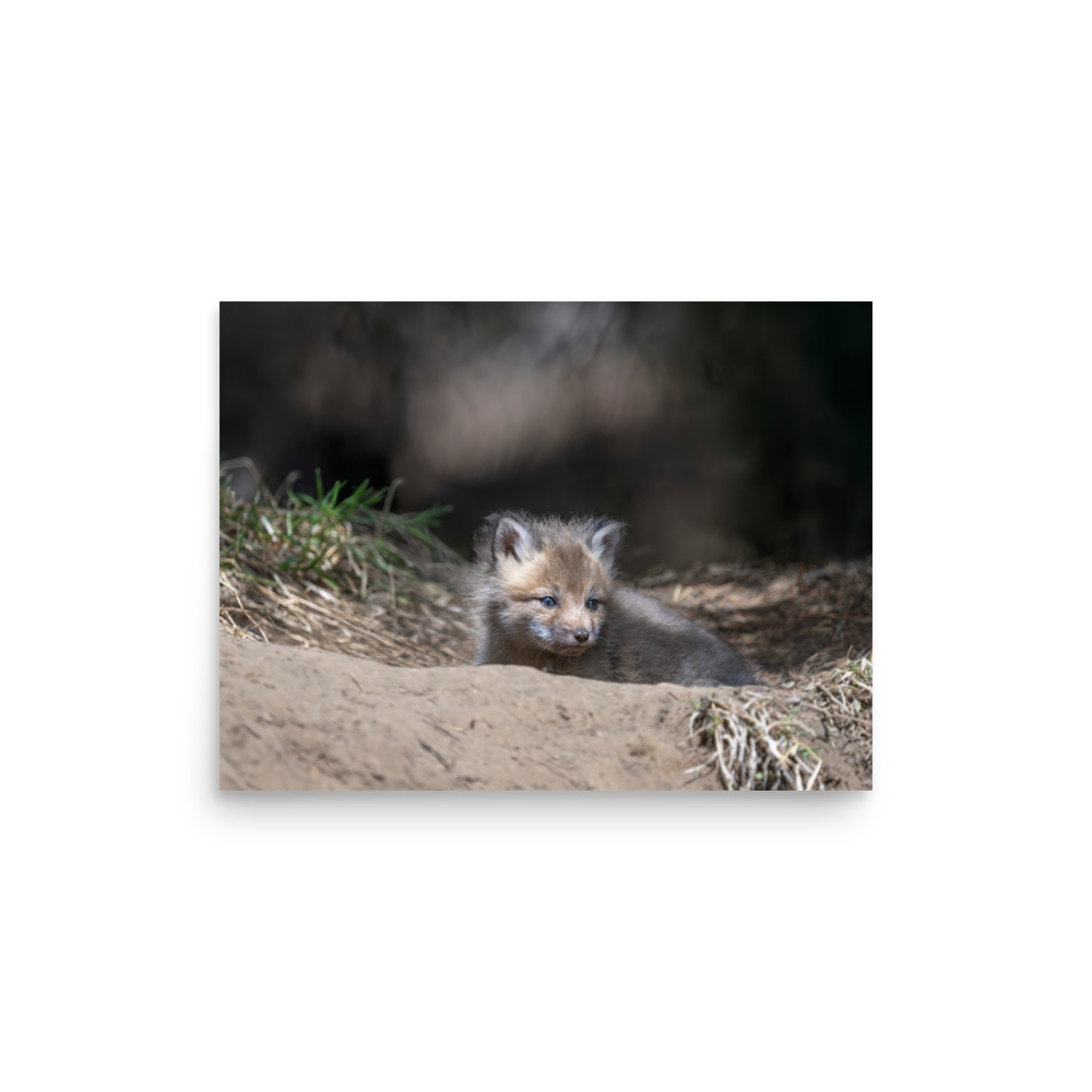Baby Red fox waiting for Mom! Photo paper poster - Image 9