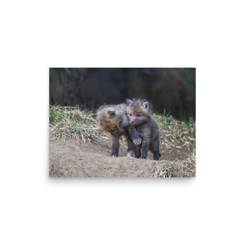 Brothers in Arms Red fox kits! Photo paper poster - Image 9