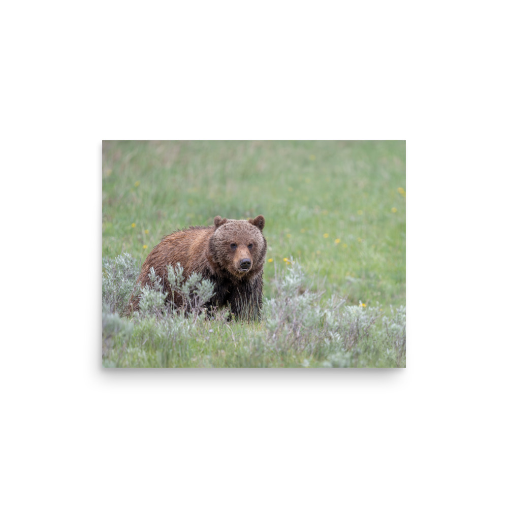 Hungry Grizzly in a Meadow! Photo paper poster - Image 8