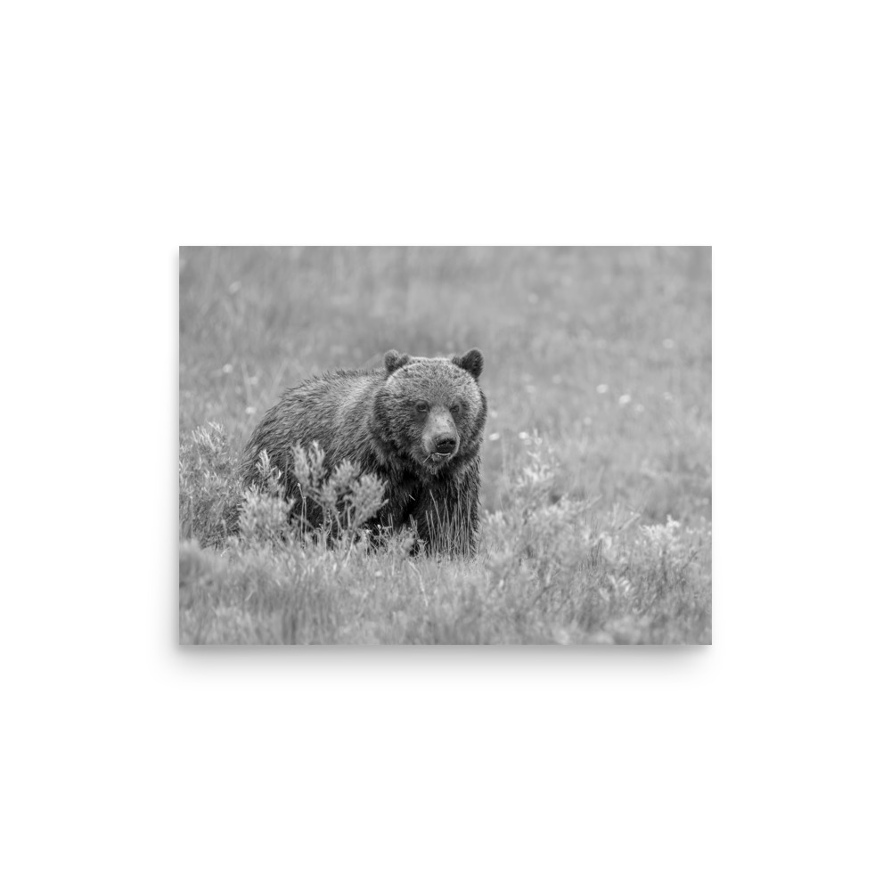 Hungry Grizzly in a Meadow! Monochrome Photo paper poster - Image 9