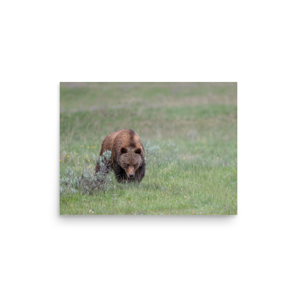 Grizzly Watching! Photo paper poster - Image 8