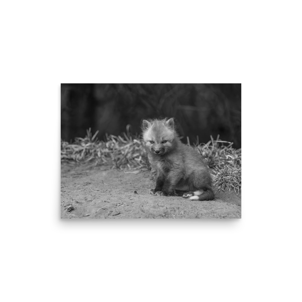 Sharp gaze baby red fox (Monochrome)! Photo paper poster - Image 9