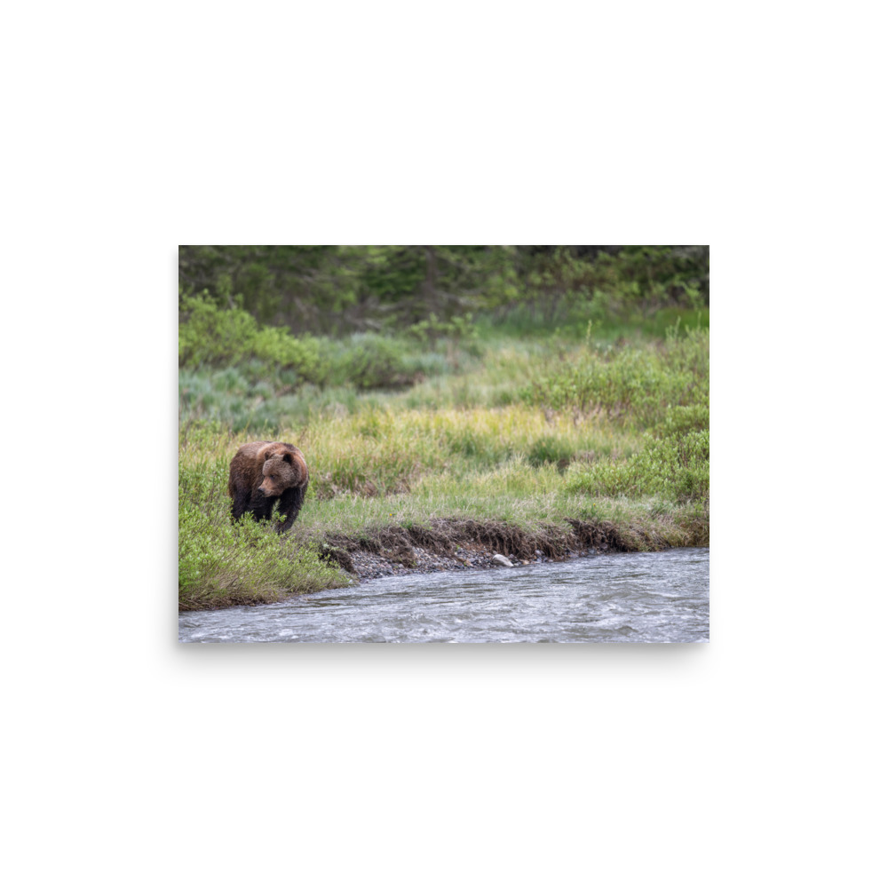 Grizzly getting read! Photo paper poster - Image 9