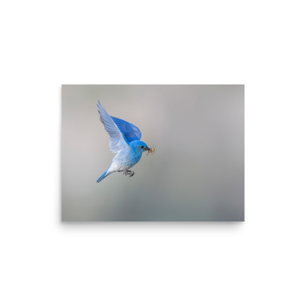 Mountain Bluebird with prey! Photo paper poster - Image 9
