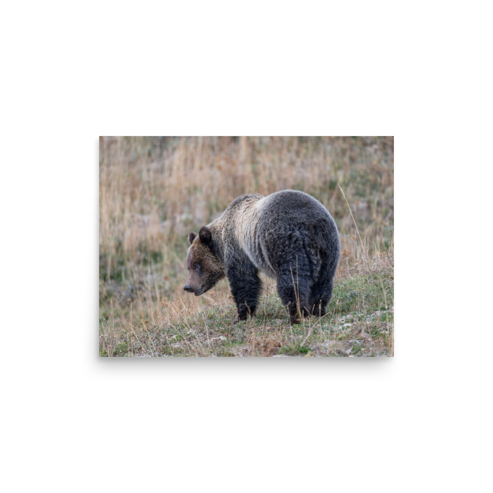 Grizzly of yellowstone! Photo paper poster - Image 8