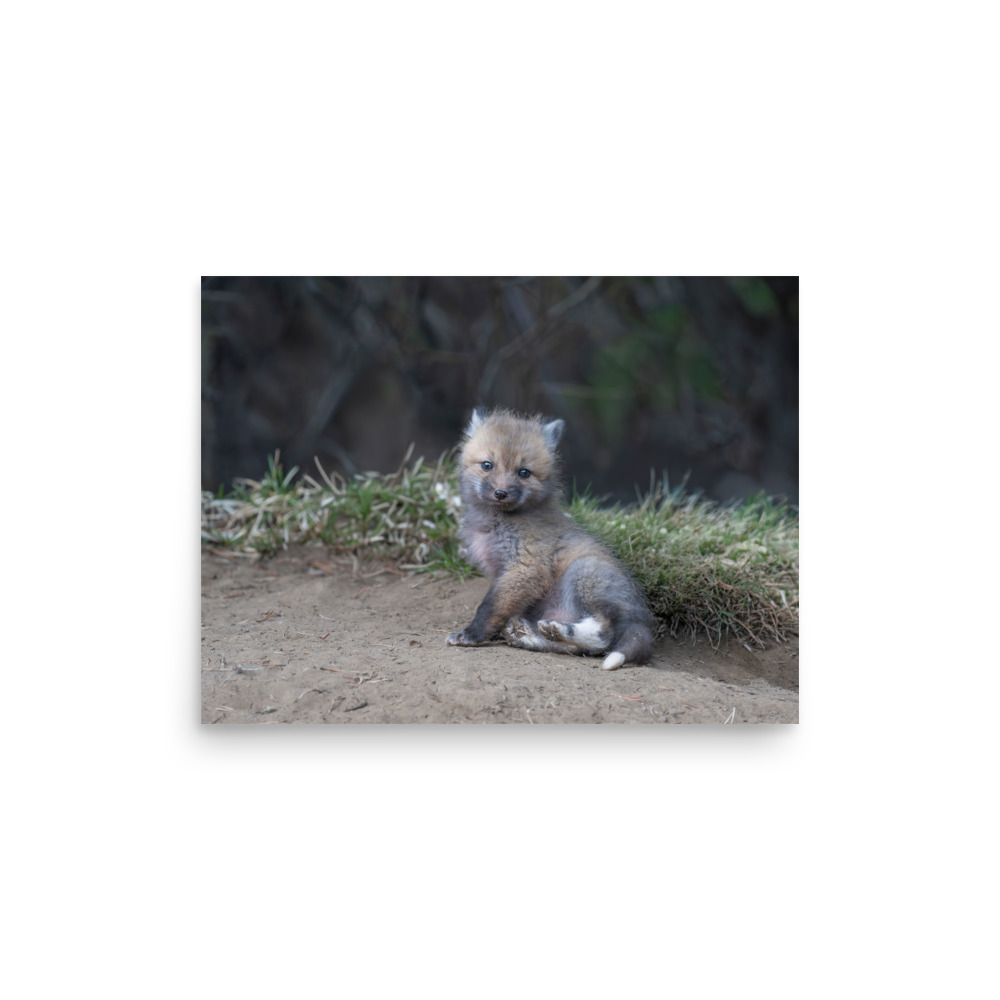 Guarding Den Baby Red fox! Photo paper poster - Image 9