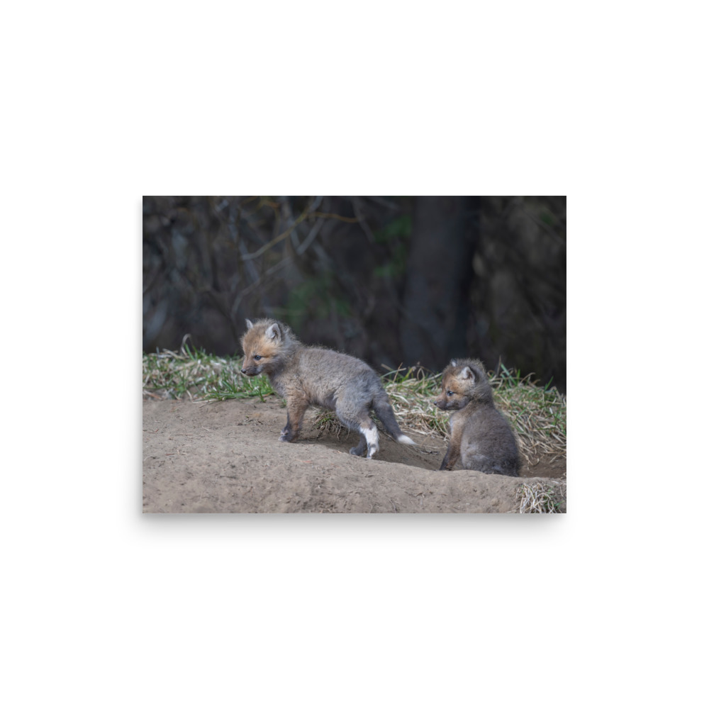Play Time Baby Red fox! Photo paper poster - Image 9