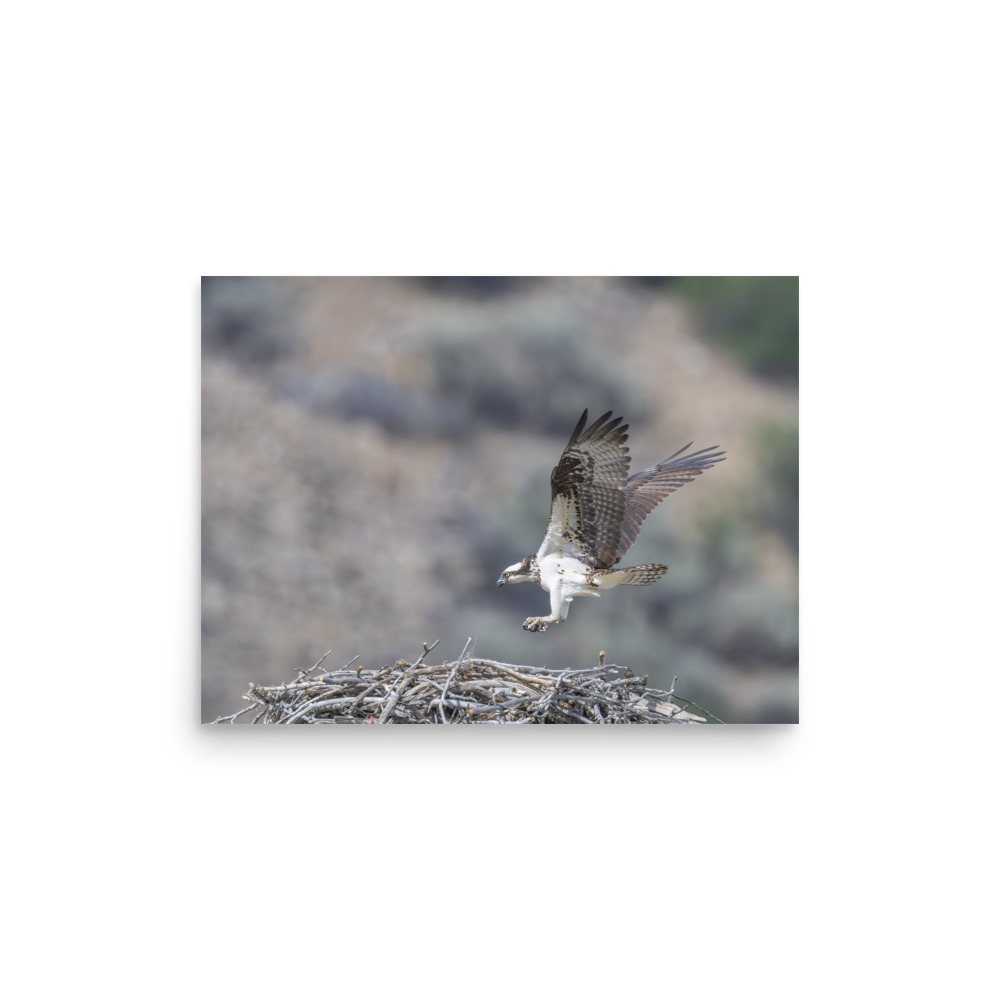 Osprey Landing on its nest! Photo paper poster - Image 9