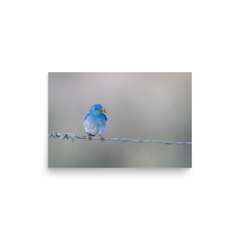 Mountain Blue Bird! Photo paper poster - Image 9