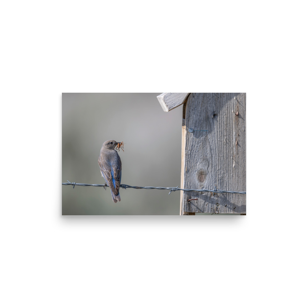 Mama Mountain bluebird with food! Photo paper poster - Image 8