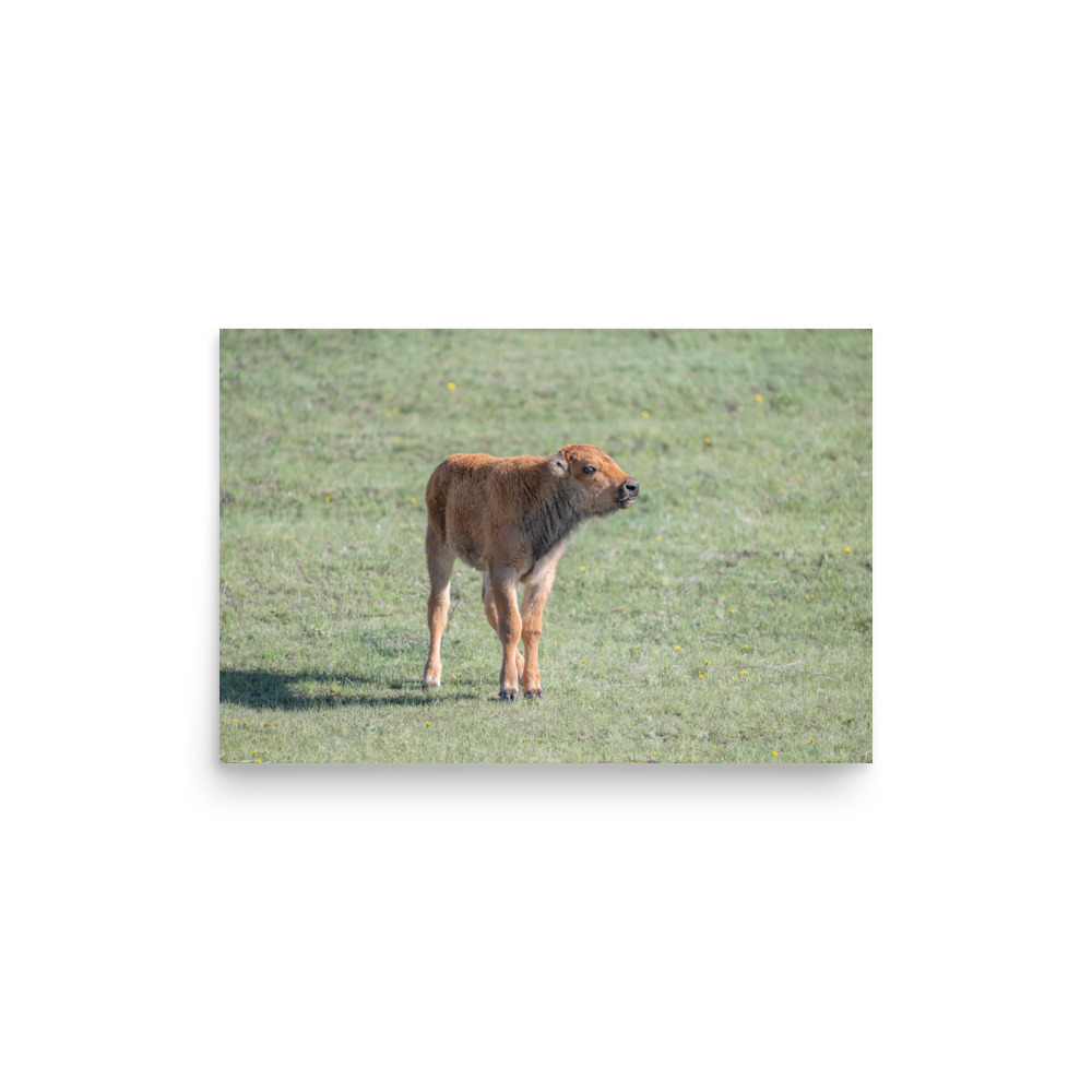 Baby Bison! Photo paper poster - Image 8