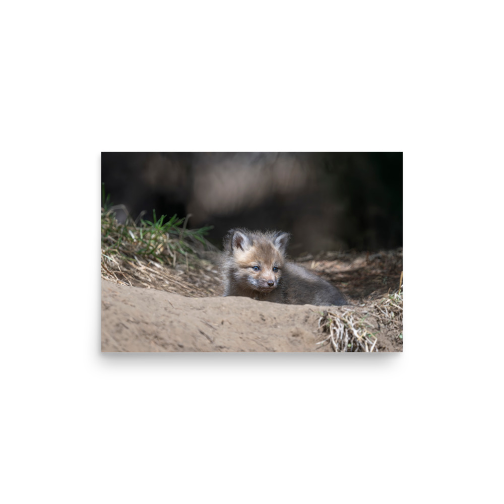 Baby Red fox waiting for Mom! Photo paper poster - Image 10