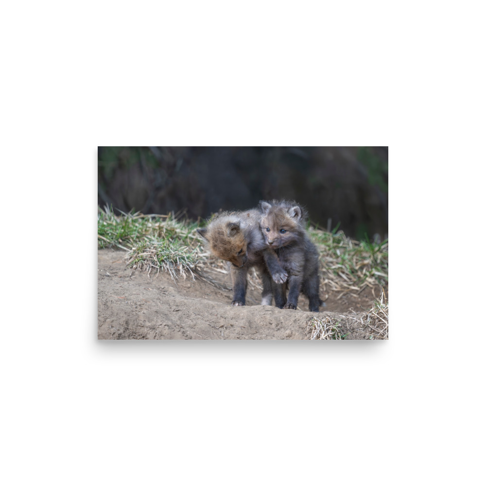 Brothers in Arms Red fox kits! Photo paper poster - Image 10