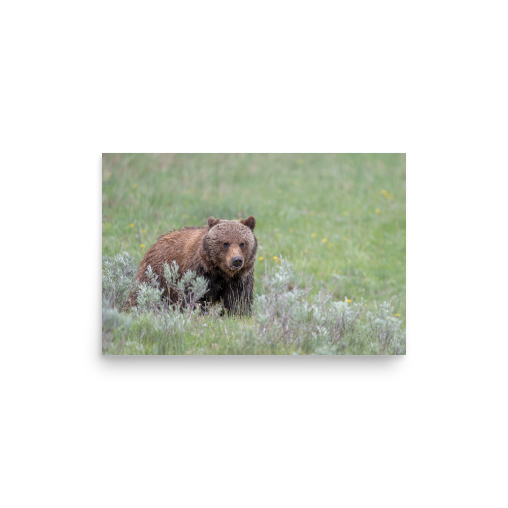 Hungry Grizzly in a Meadow! Photo paper poster - Image 9