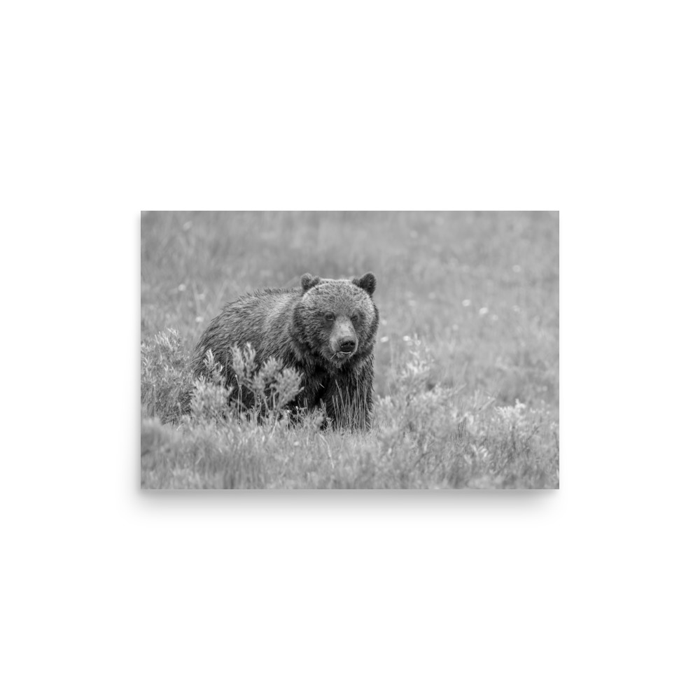Hungry Grizzly in a Meadow! Monochrome Photo paper poster - Image 10
