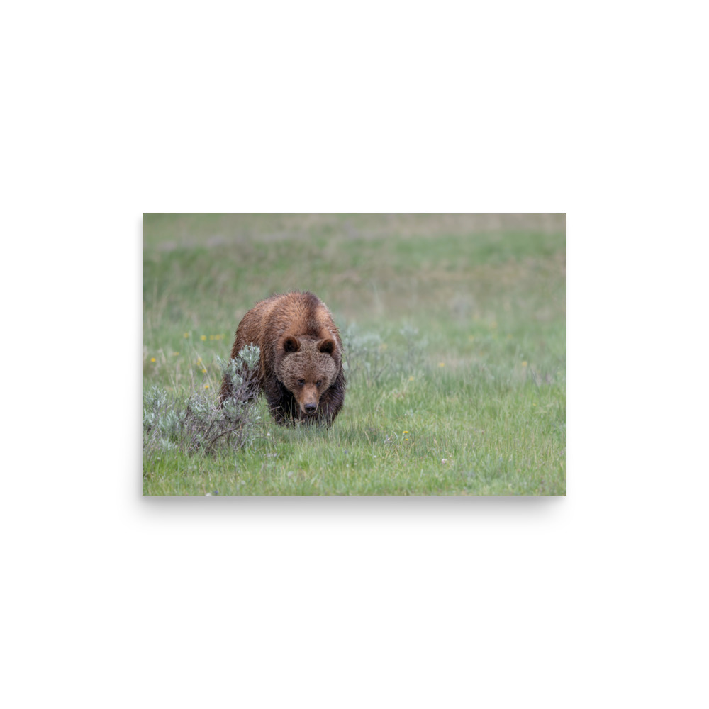Grizzly Watching! Photo paper poster - Image 9