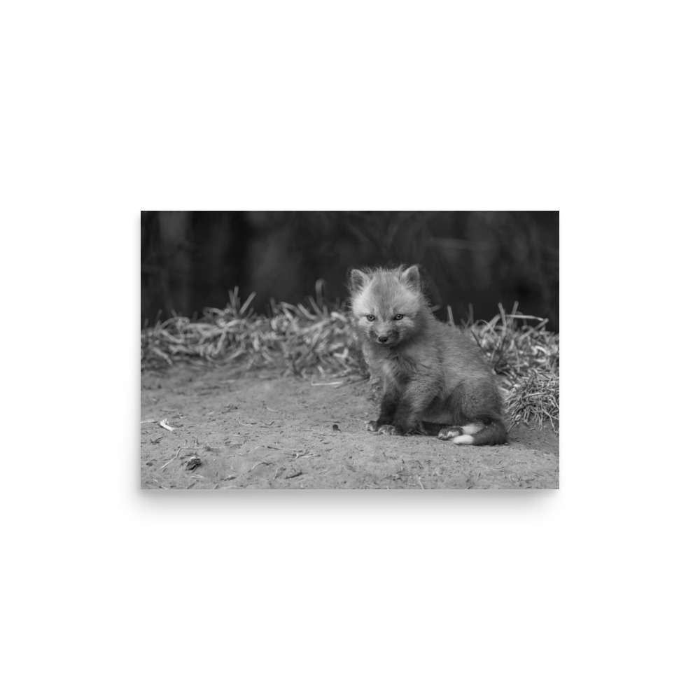 Sharp gaze baby red fox (Monochrome)! Photo paper poster - Image 10