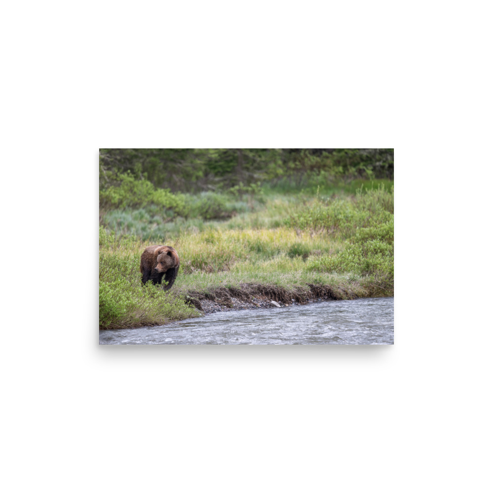 Grizzly getting read! Photo paper poster - Image 10