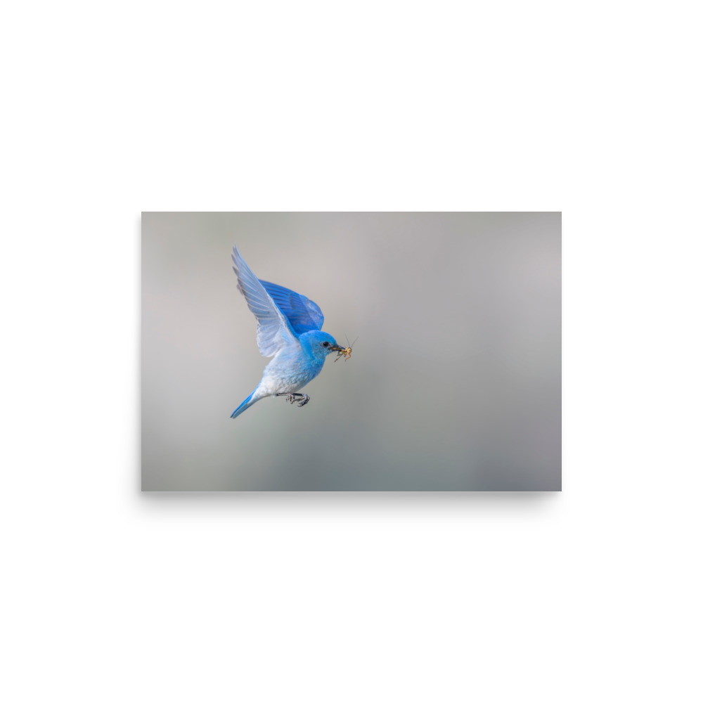 Mountain Bluebird with prey! Photo paper poster - Image 10
