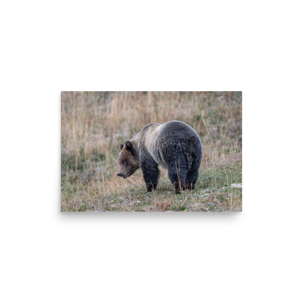 Grizzly of yellowstone! Photo paper poster - Image 9