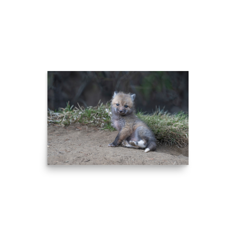Guarding Den Baby Red fox! Photo paper poster - Image 10