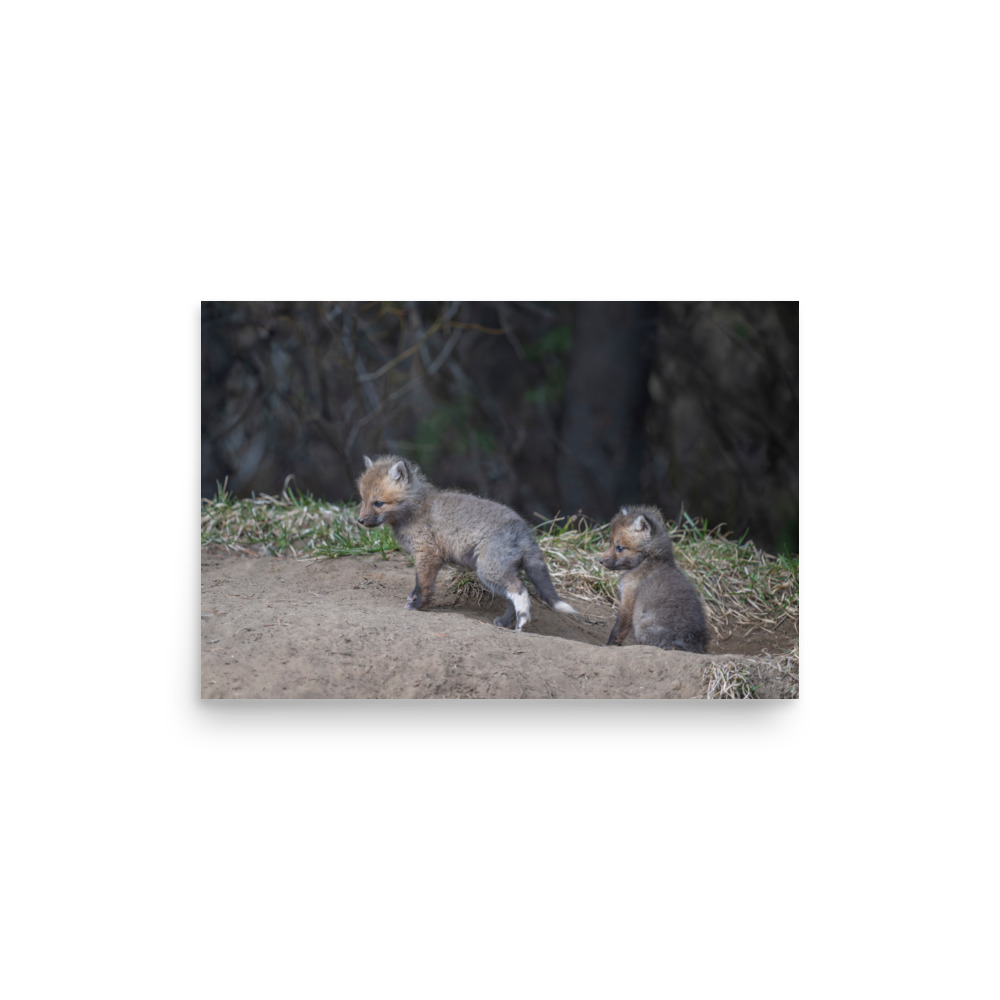 Play Time Baby Red fox! Photo paper poster - Image 10