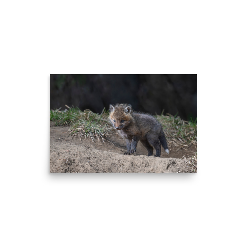 Just checking Baby Red fox! Photo paper poster - Image 10