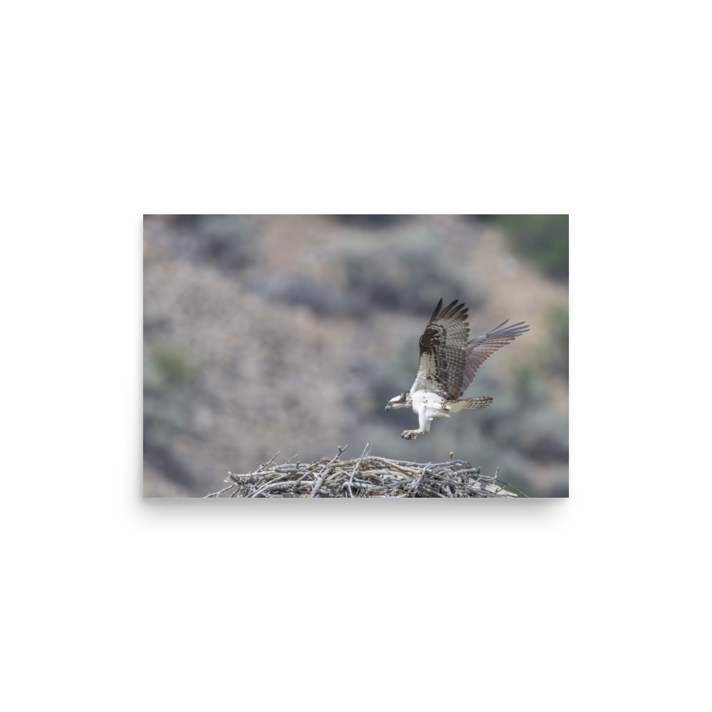 Osprey Landing on its nest! Photo paper poster - Image 10