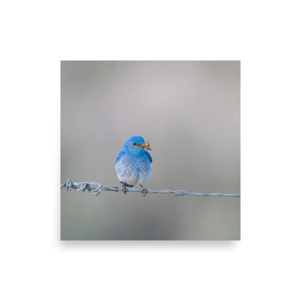 Mountain Blue Bird! Photo paper poster - Image 10