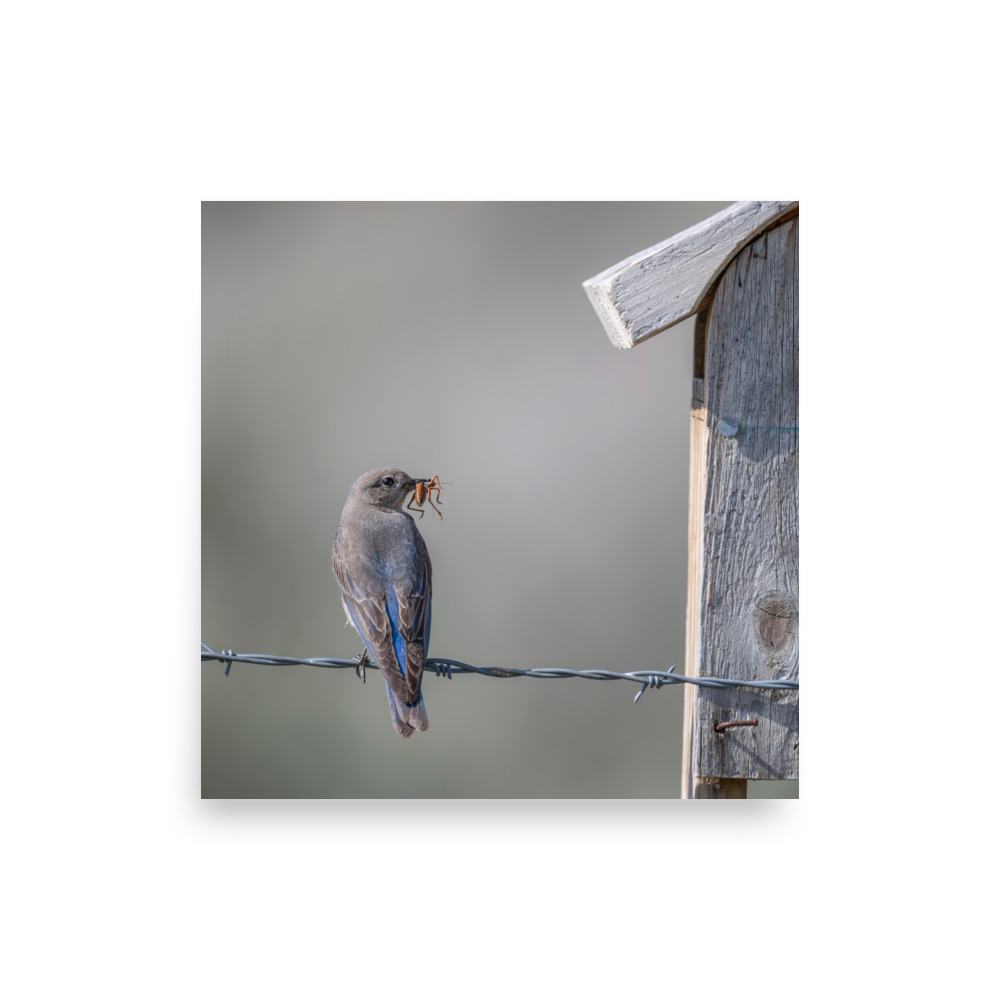 Mama Mountain bluebird with food! Photo paper poster - Image 9