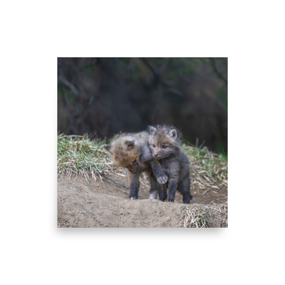 Brothers in Arms Red fox kits! Photo paper poster - Image 11