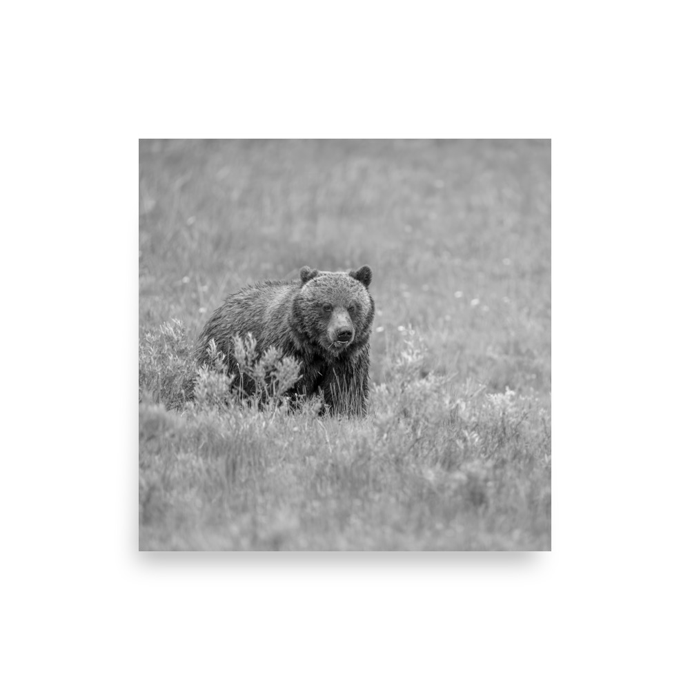 Hungry Grizzly in a Meadow! Monochrome Photo paper poster - Image 11