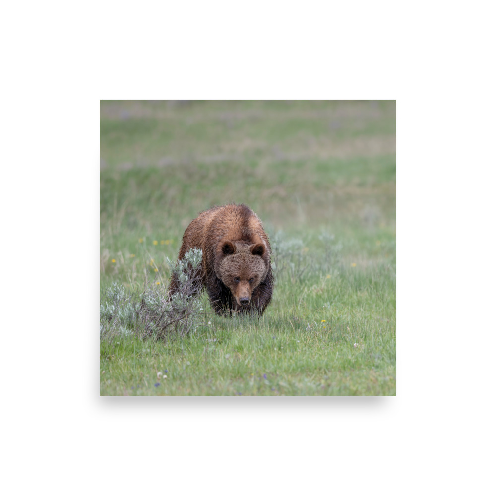 Grizzly Watching! Photo paper poster - Image 10