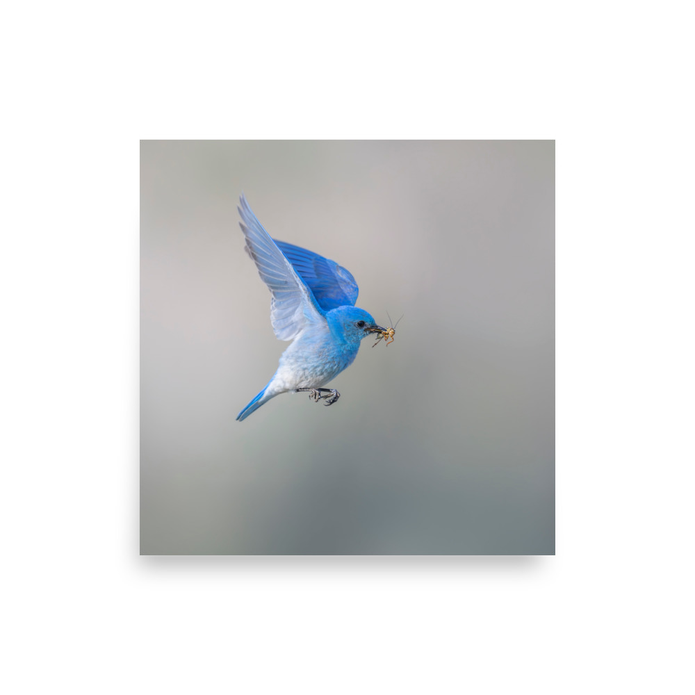 Mountain Bluebird with prey! Photo paper poster - Image 11