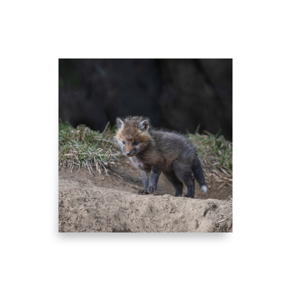 Just checking Baby Red fox! Photo paper poster - Image 11