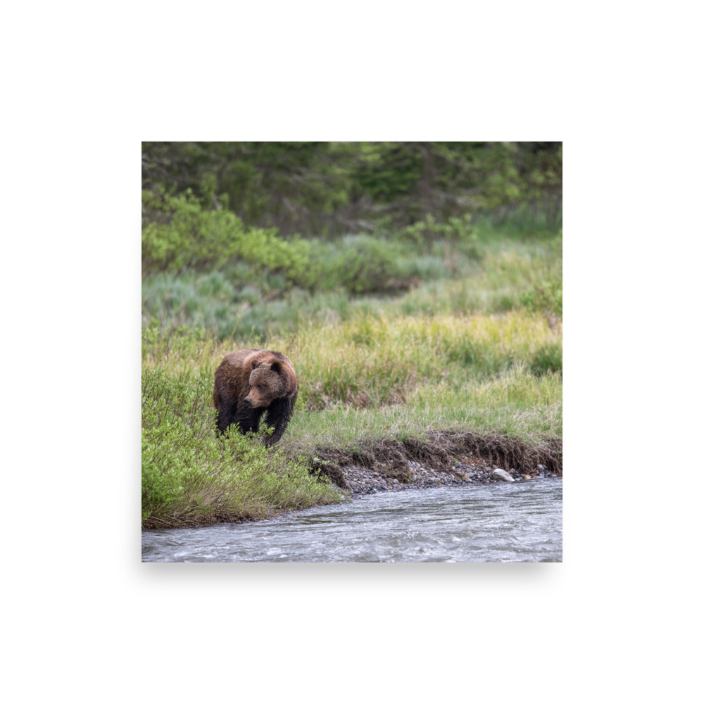 Grizzly getting read! Photo paper poster - Image 12