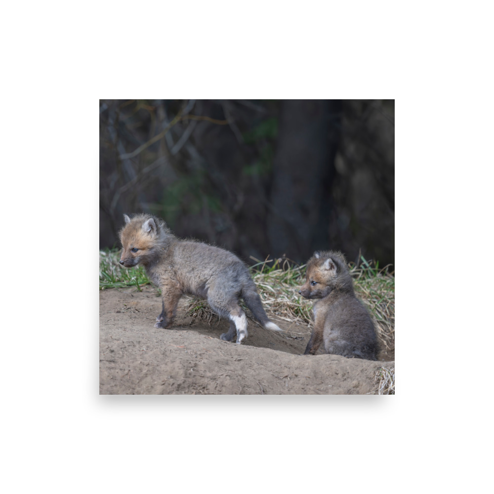 Play Time Baby Red fox! Photo paper poster - Image 12