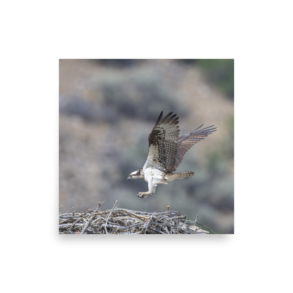 Osprey Landing on its nest! Photo paper poster - Image 12