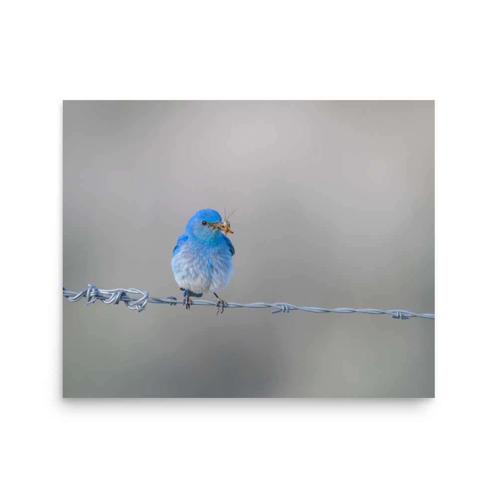 Mountain Blue Bird! Photo paper poster - Image 12