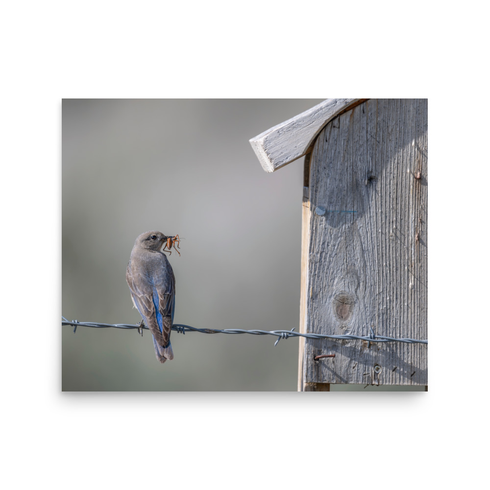 Mama Mountain bluebird with food! Photo paper poster - Image 11