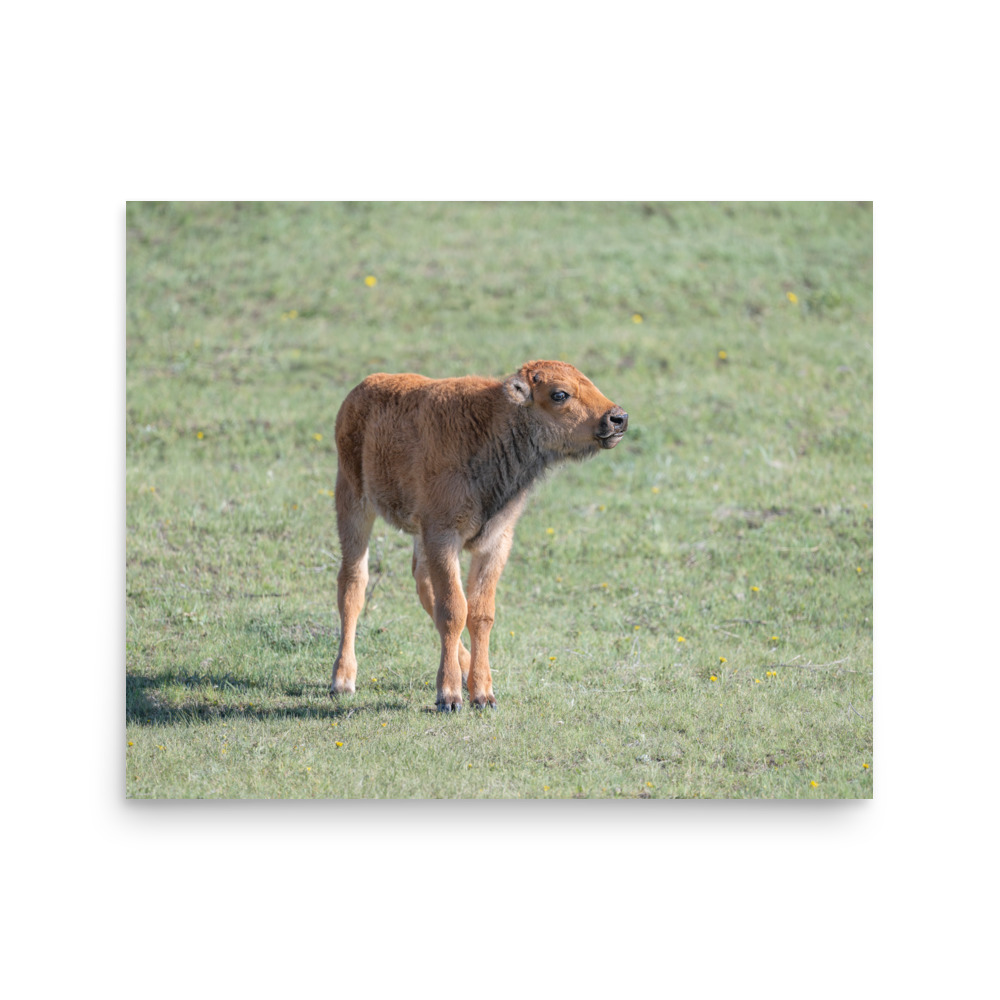 Baby Bison! Photo paper poster - Image 11